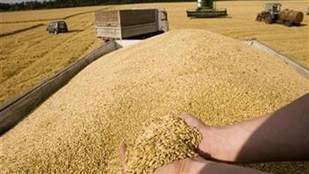   تموين الغربية: توريد 206 آلاف طن قمح منذ بدء موسم الحصاد