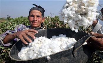الزراعة: 93 ألف فدان زيادة في مساحات القطن هذا العام