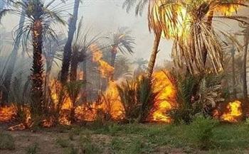 نشوب حريق بعدد من الأشجار والنخيل بطريق القاهرة الإسكندرية بطوخ