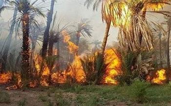 نشوب حريق بعدد من الأشجار والنخيل بطريق القاهرة الإسكندرية بطوخ