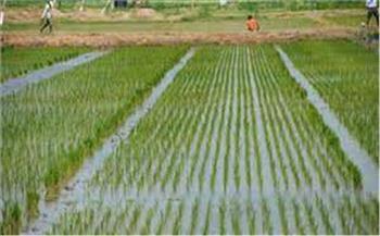   زراعة دمياط: الانتهاء من زراعة 35 ألف فدان من الأرز