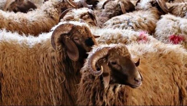 قبل الشراء.. علامات تدل على سلامة الأضحية