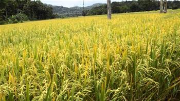   محافظ الوادي الجديد يمنح المزارعين مهلة لإزالة زراعات الأرز حفاظًا على المياه الجوفية