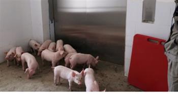   علماء يدقون ناقوس الخطر.. جائحة خفية يمكن أن تنتقل من الخنازير إلى البشر 