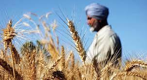   الهند: سنمنع تصدير القمح لكي لا يصبح حكرًا على الأغنياء مثلما حدث مع اللقاحات