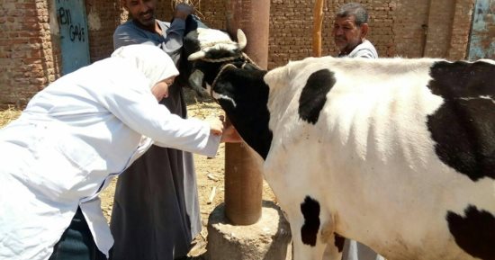 علاج 263 رأس ماشية بالمجان فى قافلة بيطرية بالشرقية