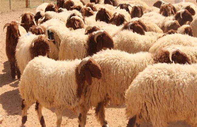 تعرف على أسعار أضاحي العيد 