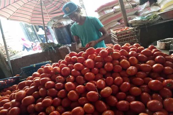 انخفاض كبير في أسعار الطماطم اليوم بالأسواق
