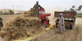   شون وصوامع المنيا تستقبل 445 ألف طن من محصول القمح 