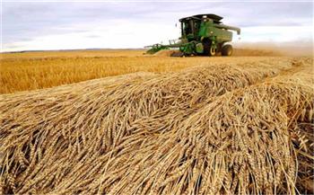   الزراعة تواصل جهودها في جميع المحافظات لتشجيع المزارعين على توريد القمح 