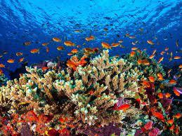   علماء يتمكنون من سماع أصوات الشعاب المرجانية 