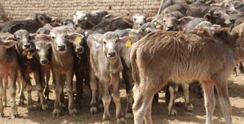   بروتوكول ثلاثى لتوفير رءوس ماشية لصغار المربين