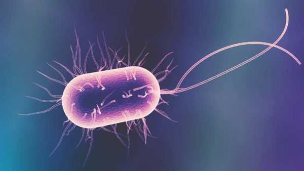 دراسة تكشف: العلاقة بين بكتيريا الأمعاء والنشاط البدنى