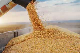   واشنطن تؤكد التزامها بإتاحة القمح الأوكراني في الأسواق العالمية