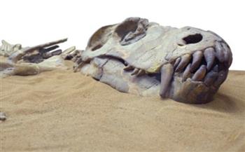   فريق دولى مصرى يكتشف حفرية ديناصور عاش بالواحات منذ 98 مليون عام