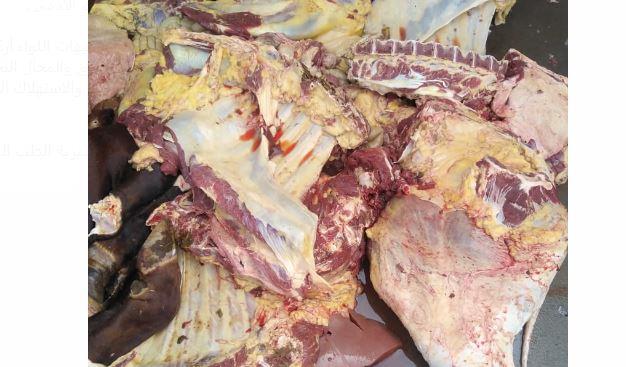 بيطرى الإسماعيلية إعدام عجل بقري كامل لإصابته بداء الصفراء