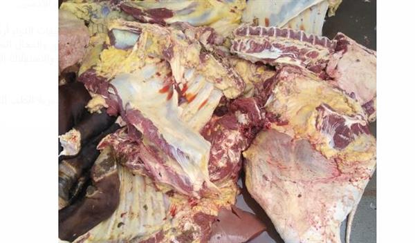 بيطرى الإسماعيلية إعدام عجل بقري كامل لإصابته بداء الصفراء