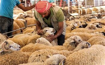 قبل دخول عيد الأضحي.. ننشر أسعار اللحوم في الأسواق ومنافذ وزارة الزراعة