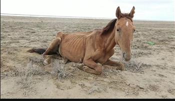   مرض مجهول يقتل الخيول في كازاخستان