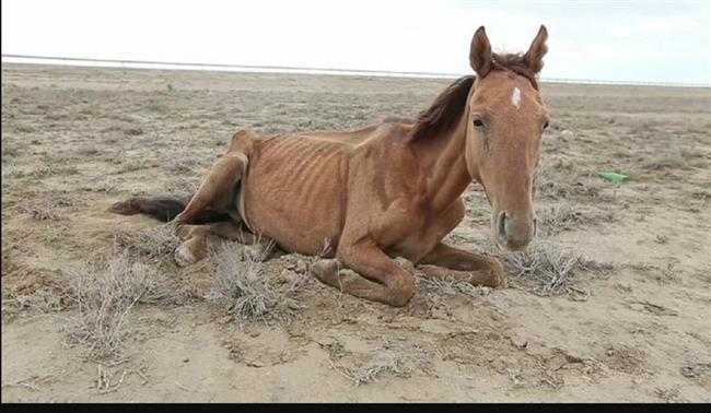مرض مجهول يقتل الخيول في كازاخستان
