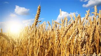   حصاد 421 ألفًا و761 فدانًا من إجمالي المساحات المنزرعة بمحصول القمح بالشرقية