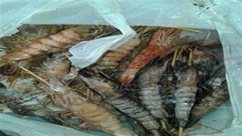 بالفيديو.. ضبط ١٤٠ كجم جمبري غير صالح للاستخدام الآدمي بمطعم فى حدائق الأهرام