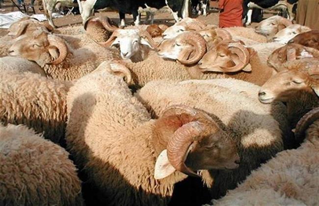 سيارة تجوب شوارع مدينة طنطا للتوعية بذبح الاضاحى بالمجازر