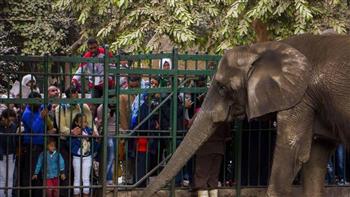   رئيس حدائق الحيوان: 35 ألف زائر لحديقة الجيزة في ثاني أيام عيد الأضحى