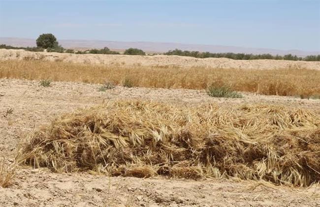 توريد 127 طن قمح لشون وصوامع البحيرة 