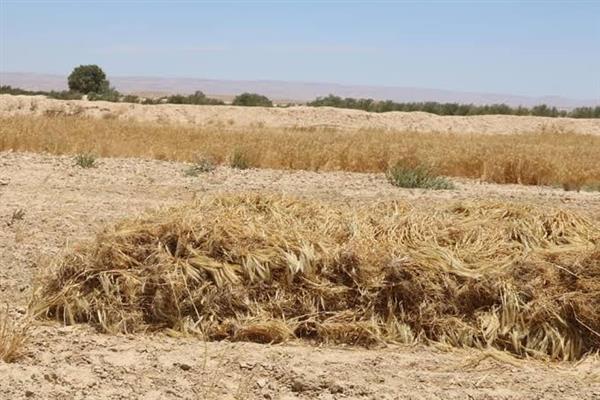 توريد 127 طن قمح لشون وصوامع البحيرة