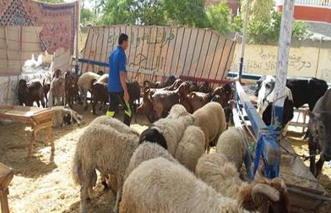 تحرير 258 محضر مخالفة بيئية لمحال جزارة وشوادر بالإسكندرية