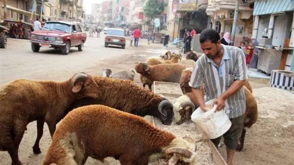 حكم نهائى الأول: حظر زرايب المواشى داخل المنازل السكنية بالمدن أو أمامها