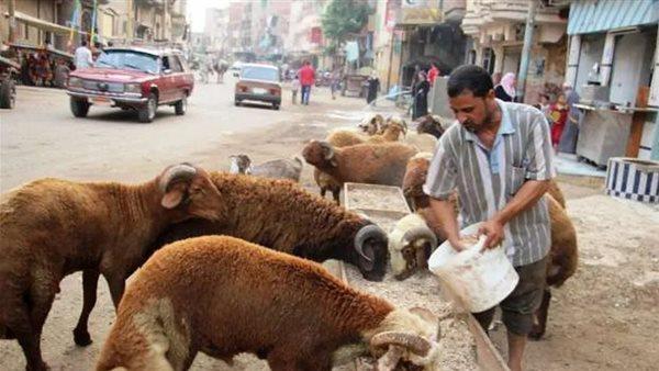 حكم نهائى الأول: حظر زرايب المواشى داخل المنازل السكنية بالمدن أو أمامها 