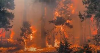   تدمير نحو 1000 هكتار من الغابات بسبب الحرائق في إقليم جرندة جنوبي غرب فرنسا