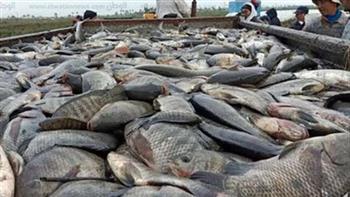  "الاقتصاد الزراعي": مصر مقبلة على الاكتفاء الذاتي من الأسماك