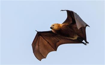   «ماربورج».. فيروس جديد يهدد البشرية تنقله الخفافيش 