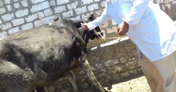   محافظ كفر الشيخ: تحصين 212 ألف رأس ماشية ضد «الحمى القلاعية»