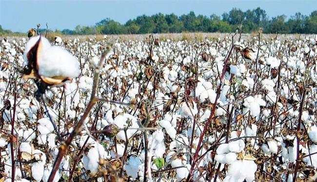 "زراعة دمياط": زراعة 10 آلاف و700 فدان من القطن طويل التيلة وفائق النعومة