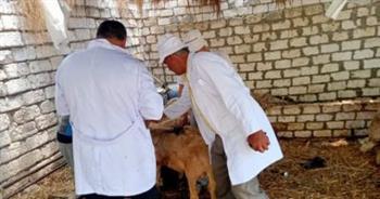 بيطري القليوبية: تحصين 15 ألف رأس ماشية بالحملة القومية للتحصين ضد الحمى القلاعية