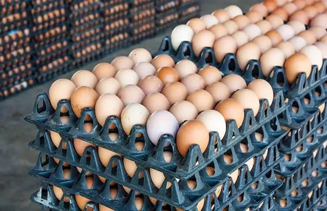 بعد الارتفاع الجنوني.. «شعبة الدواجن» توضح تكلفة كرتونة البيض
