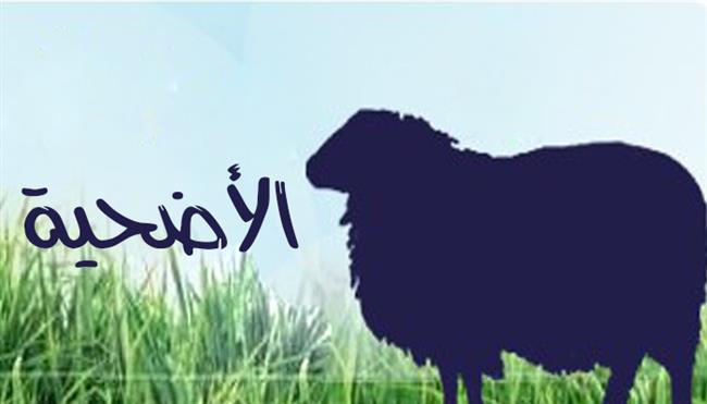 تجنبها عند الشراء.. 4 عيوب لا تجوز فى الأضحية 