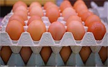   ارتفاع طفيف في أسعار البيض في المزارع المحلية اليوم