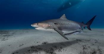   محافظ جنوب سيناء ينفي وفاة إحدى السائحات نتيجة هجوم أحد أسماك القرش بشواطئ شرم الشيخ