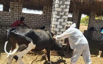 تحصين 21 ألف رأس ماشية ضد الحمى القلاعية بالغربية