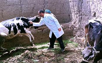   "بيطري الغربية": تحصين 35 ألف رأس ماشية ضد الحمى القلاعية والوادي المتصدع
