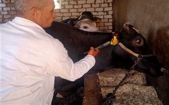   تحصين 59 ألف رأس ماشية ضد الحمى القلاعية والوادى المتصدع بكفر الشيخ