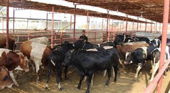   «صندوق التأمين على الماشية»: صغار المربيين يستحوذون على 80% من الثروة الحيوانية في مصر
