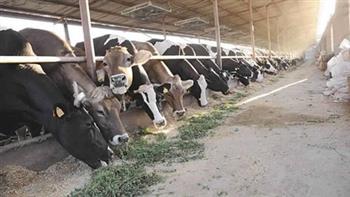   «التأمين على الماشية»: هدفنا حيوية وكفاءة الحيوان.. وعلاجه حال الإصابة بـ«المجان»