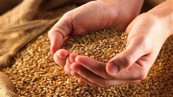   محافظ المنيا: الدولة اتخذت إجراءات لتوفير مخزون آمن من الحبوب الغذائية