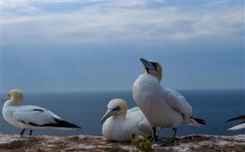   بريطانيا: تفشي إنفلونرا الطيور مأساة لم يسبق لها مثيل في الحياة البحرية